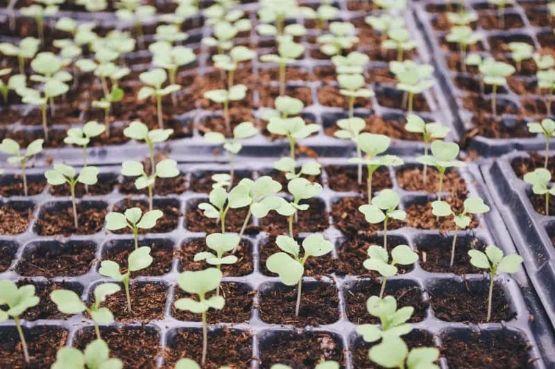 start seeds indoors- steps to starting your one acre homestead 