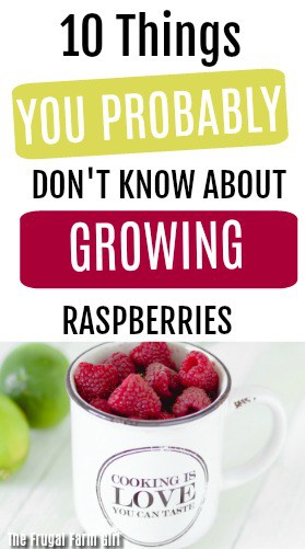 tips-growing-raspberries