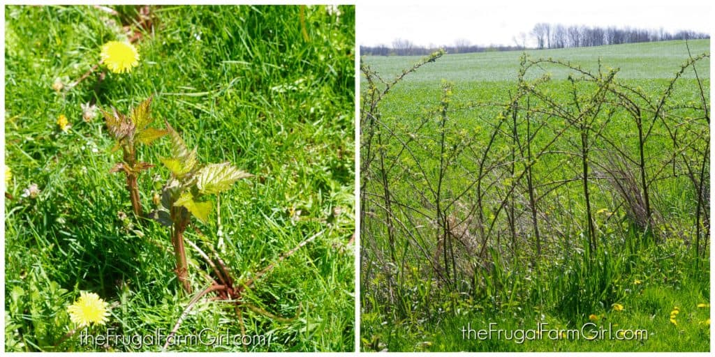 10 Things You Didn't Know About Growing Raspberries