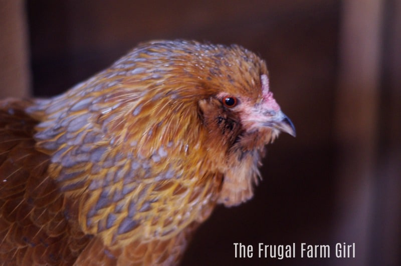  Keep your Chickens Warm the frugal way