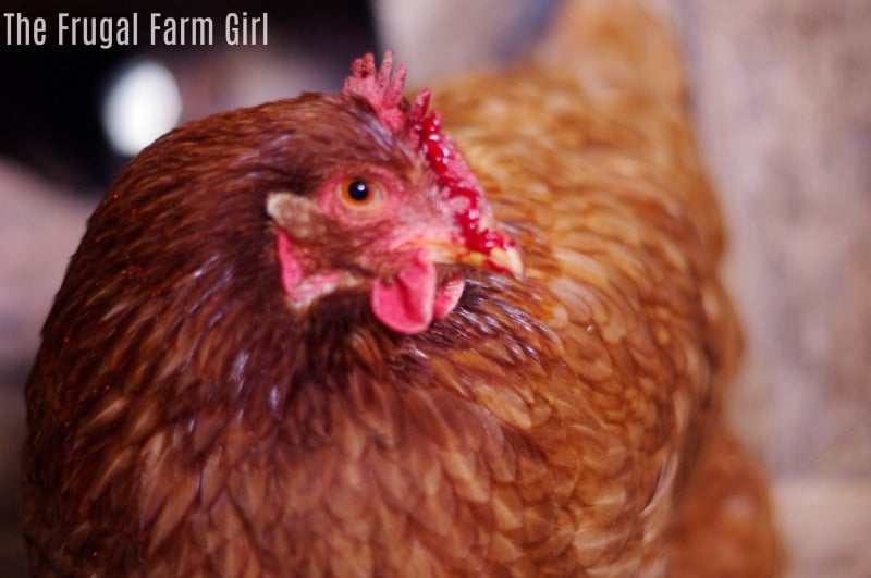 Keep your Chickens Warm the frugal way