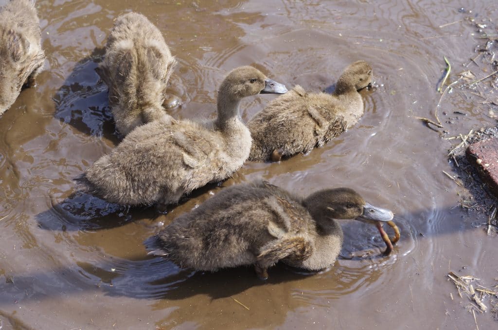 6 Things You Must Know Before Getting Ducks