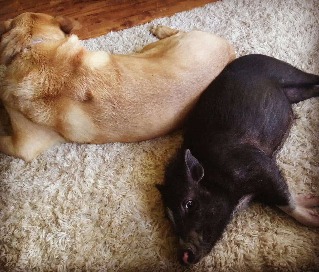 Are you looking for a real-life look at what is it like to walk a mini pig? Can you walk a mini pig on a leash with a dog? Learn the words I use to train my mini pigs to walk on a leash successfully. 