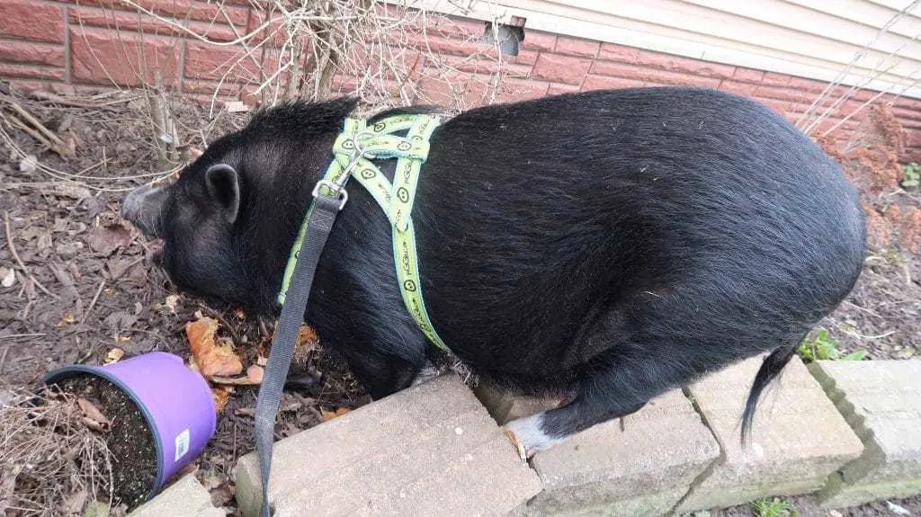 Are you looking for a real-life look at what is it like to walk a mini pig? Can you walk a mini pig on a leash with a dog? Learn the words I use to train my mini pigs to walk on a leash successfully. 