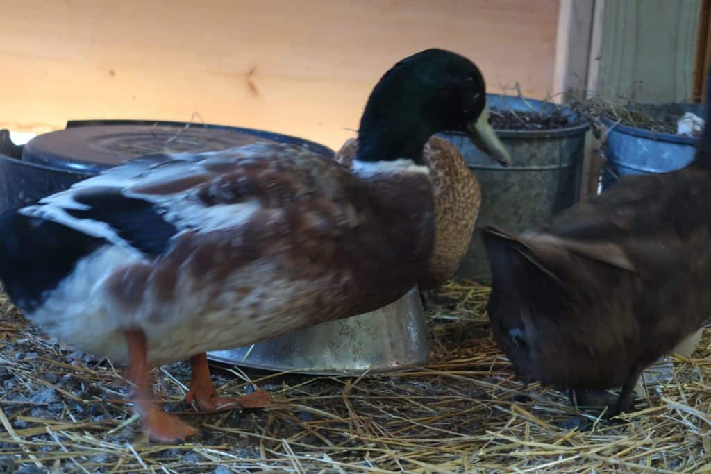 ducks at homestead