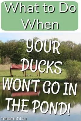 ducks-raising-tips-ponds
