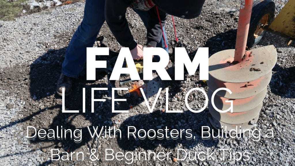 VIDEO: Update on our Barn, Rooster Attack Tips, & Ducks