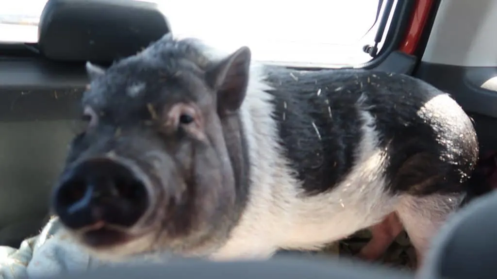 Farm Life Vlog: New Mini Pig, Kitchen Makeover, Roof on Barn