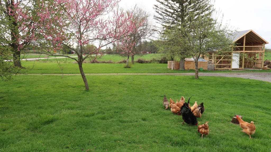How To Raise Baby Chicks On a Budget 6 How To Raise Baby Chicks On a Budget