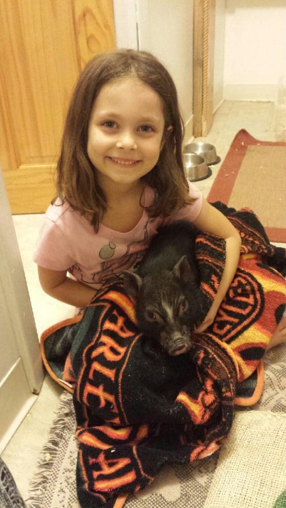 what you need to have for a baby mini pig