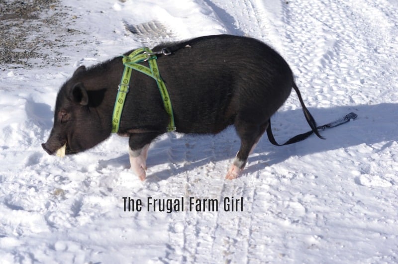 mini-pigs-winter