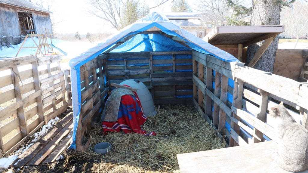 How to Build a Mini Pig Pen Using Pallets in Under 60 minutes