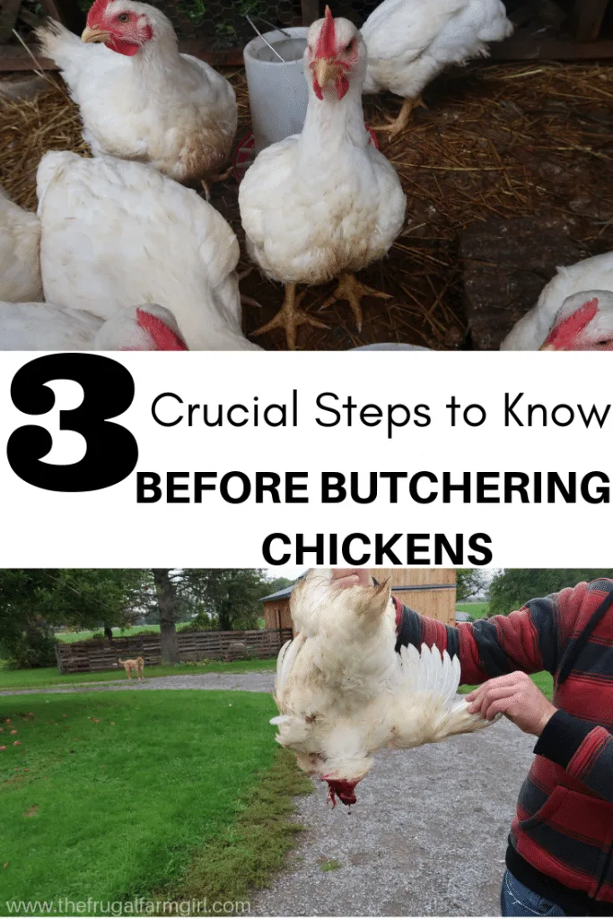 step by step guide how to gut a chicken and butcher