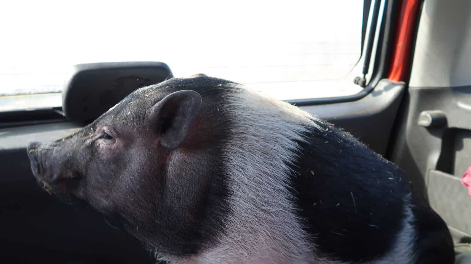 mini pig in car ride 