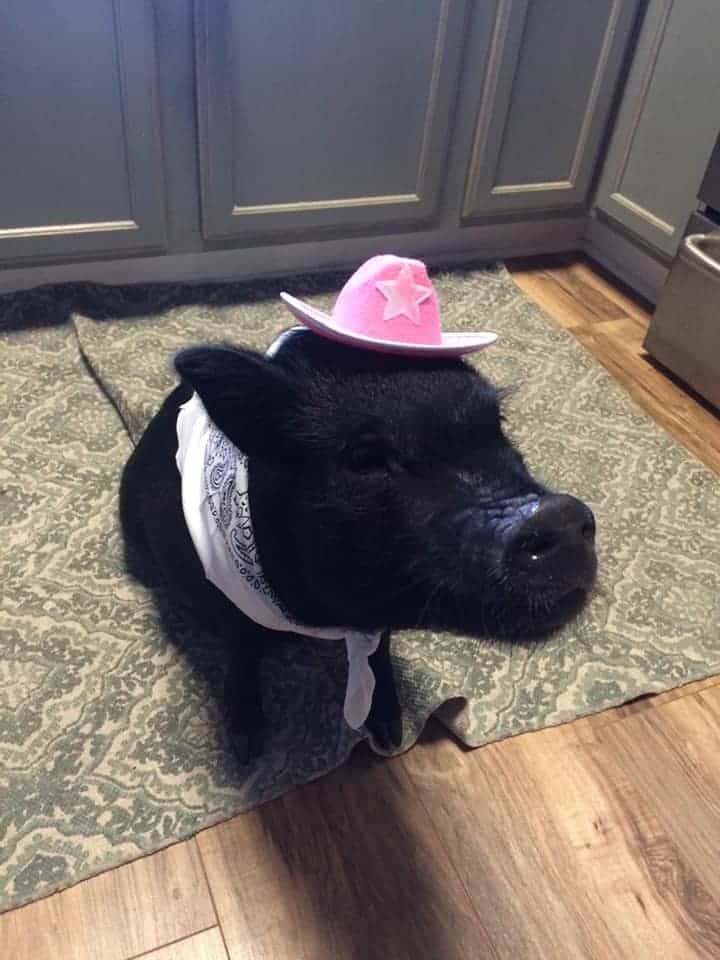 Cutest Mini Pig Halloween Costumes Roundup!