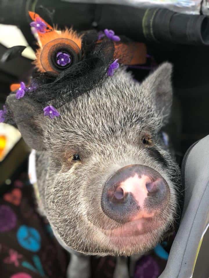 mini pig halloween costume idea roundup 
