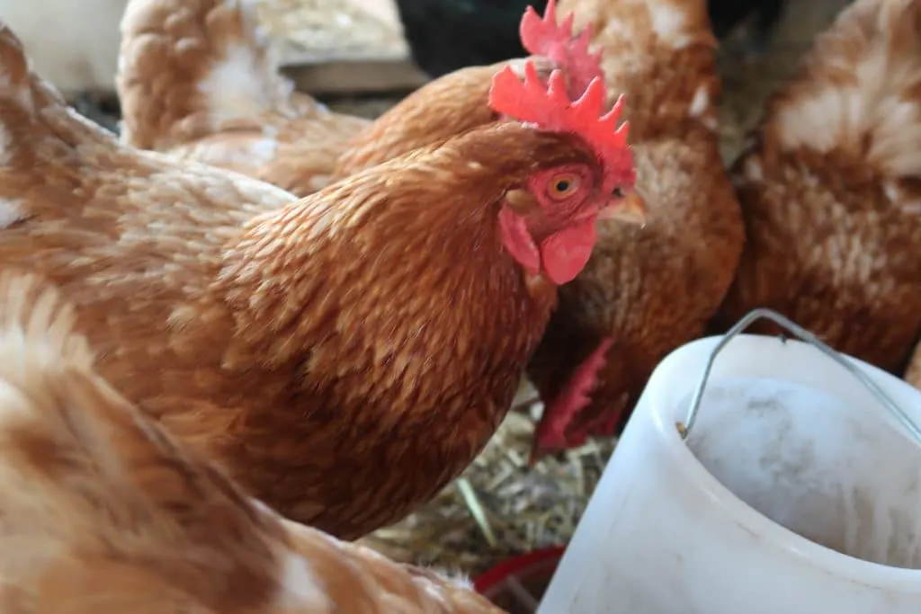 signs to look for when hens stop laying eggs