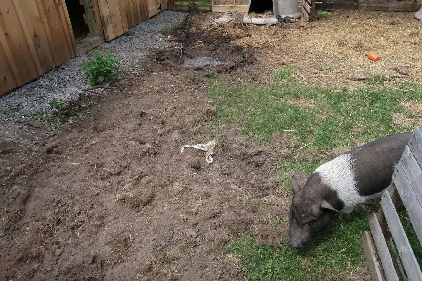 how to transition your mini pig outdoors