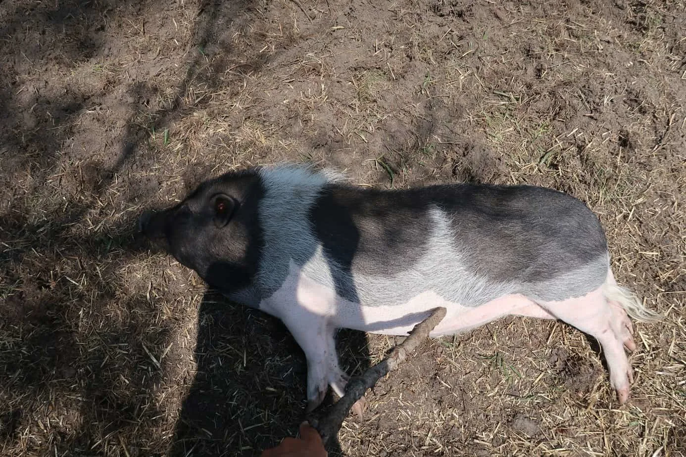 9 Things You Had No Idea Pigs Love 6 things mini pigs love