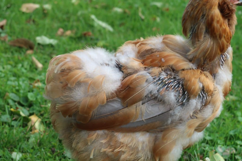 chicken molting picture frugal farm girl