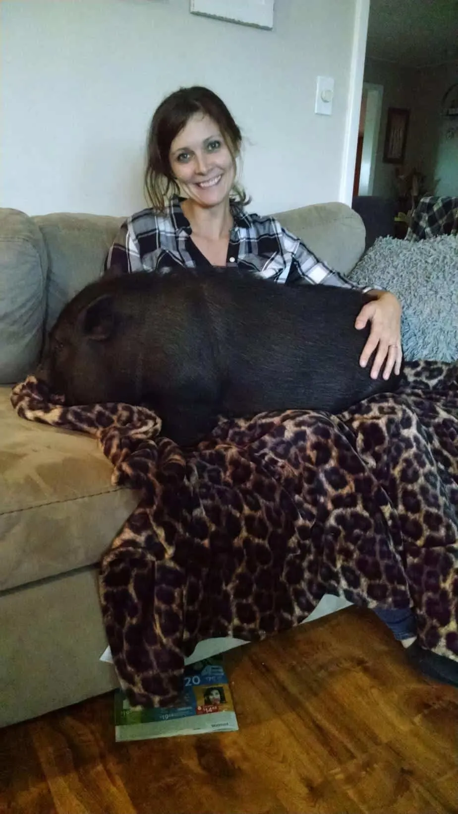 things you had no idea pigs love