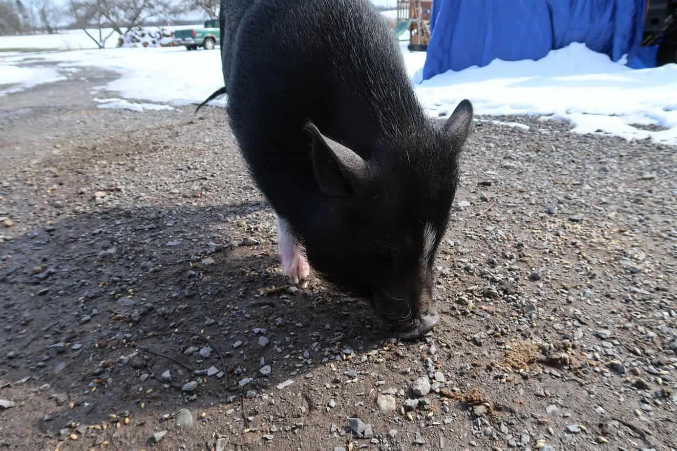 how to transition your mini pig outside