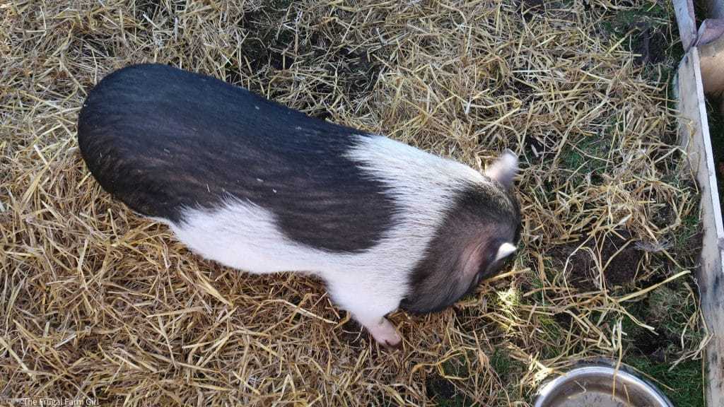 Mazuri Mini Pig Feeding Chart