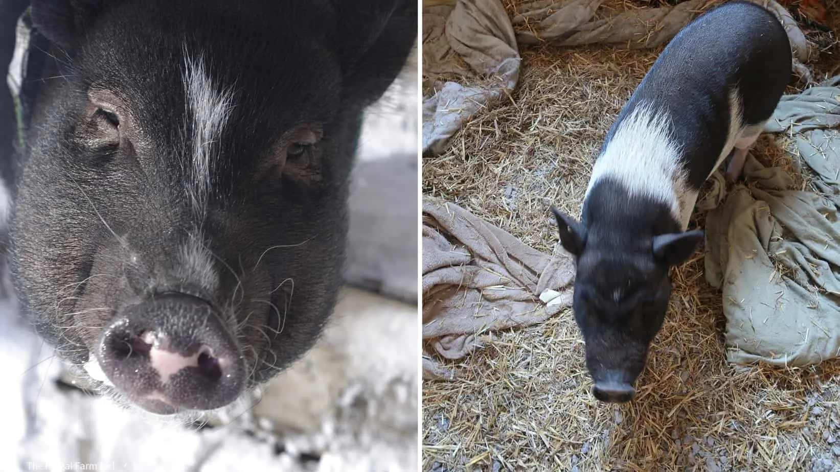 what to feed your pot belly pigs