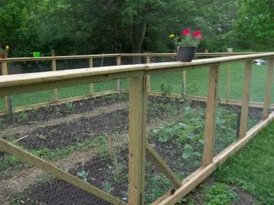 How to Create a Vegetable Garden in your Backyard