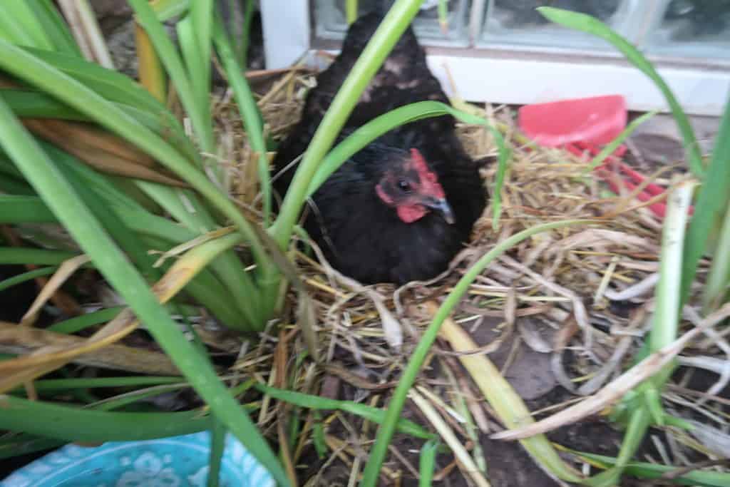 broody hen signs and how to stop it