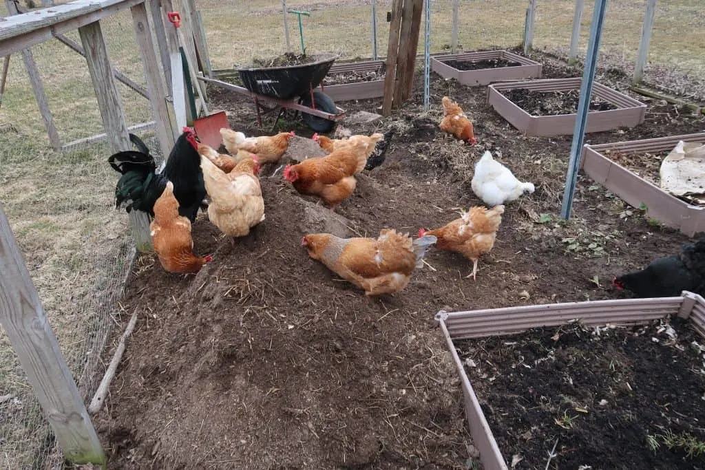 chickens out of garden tips
