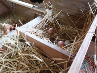 chicken egg nesting box