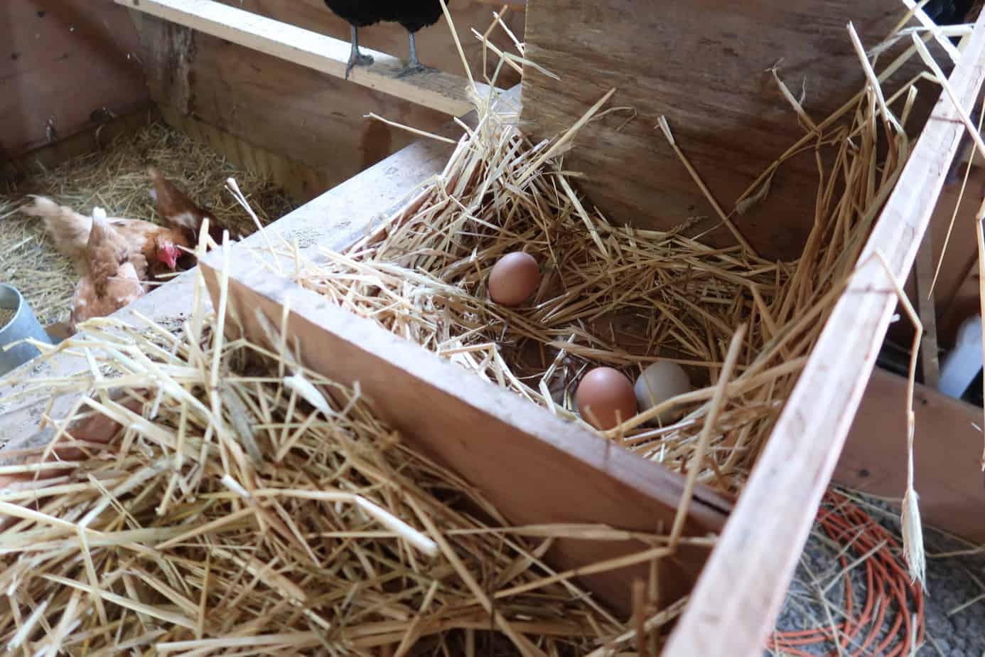chicken egg nesting box