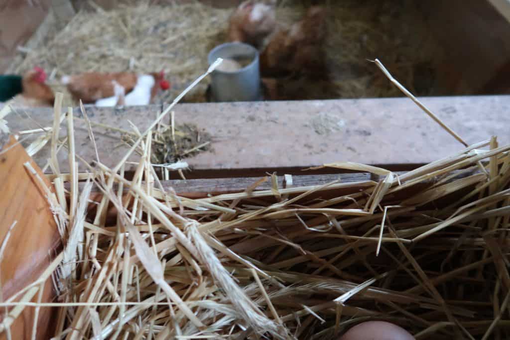 how to keep your eggs clean in the coop