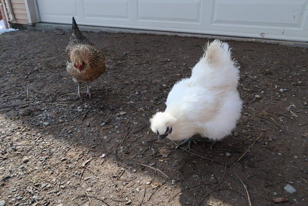 broody hen signs and how to stop it