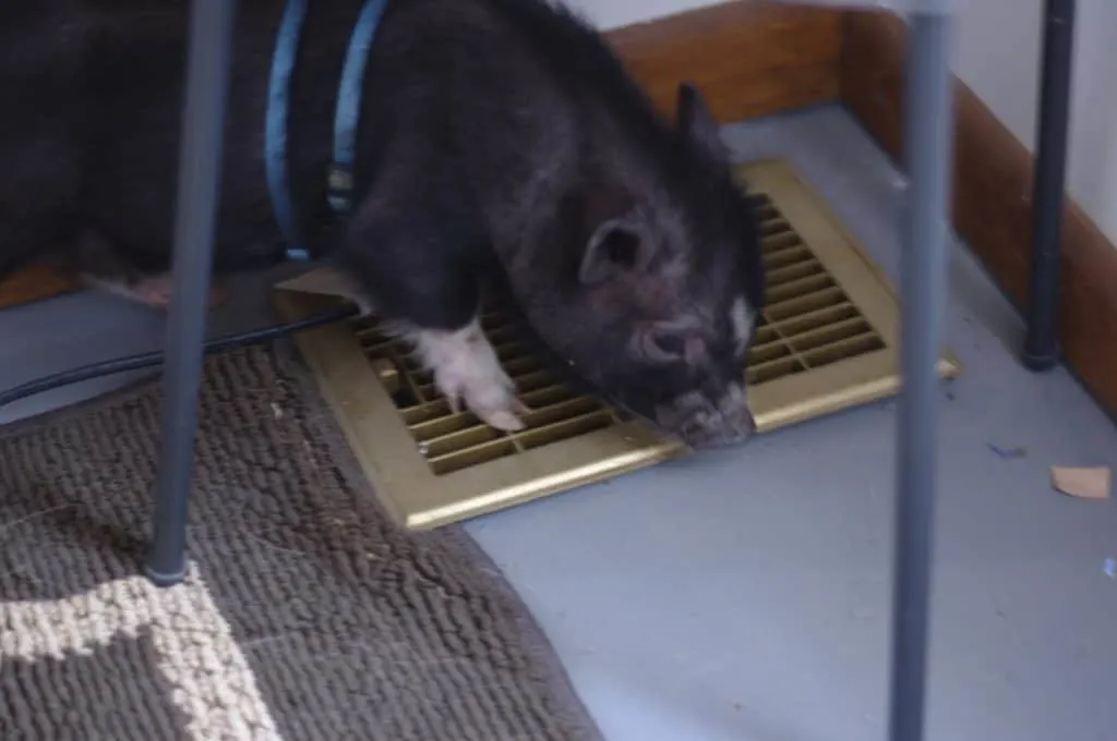 How to Put a Harness on Your Mini Pig