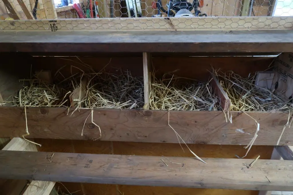 chickens nesting box