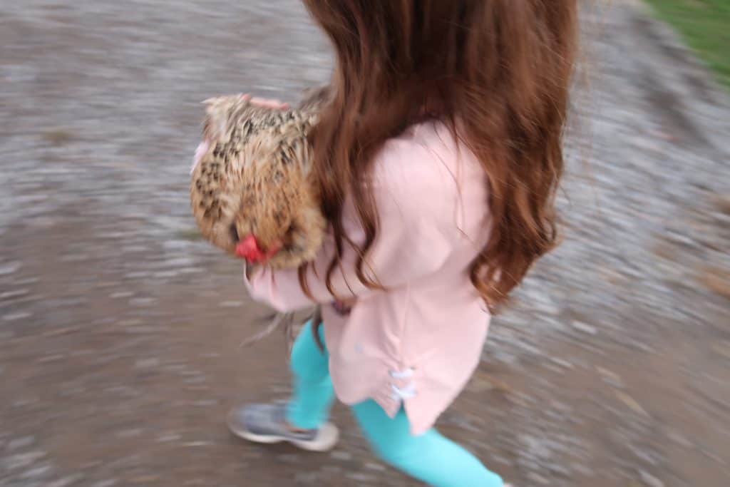 carrying chickens to new coop