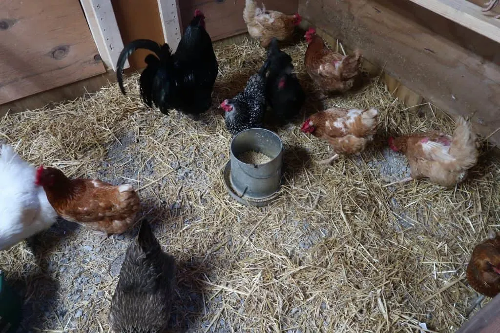 Chickens in new coop 