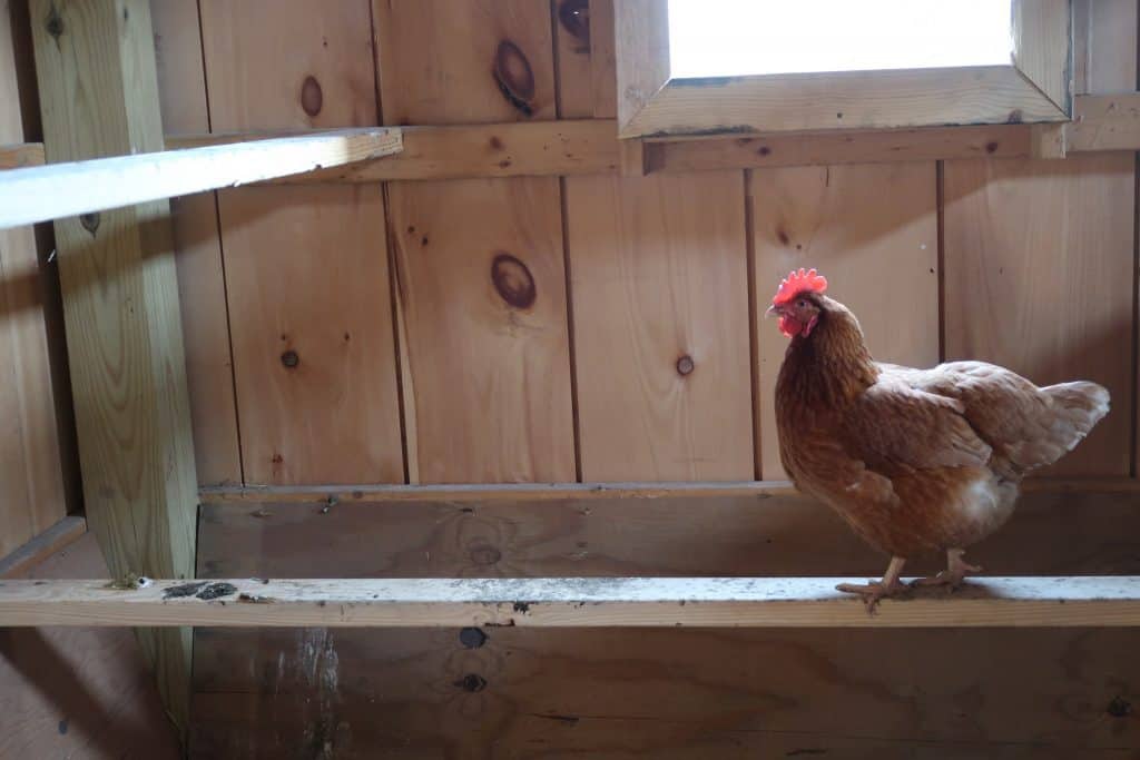 roosts for chickens in new coop