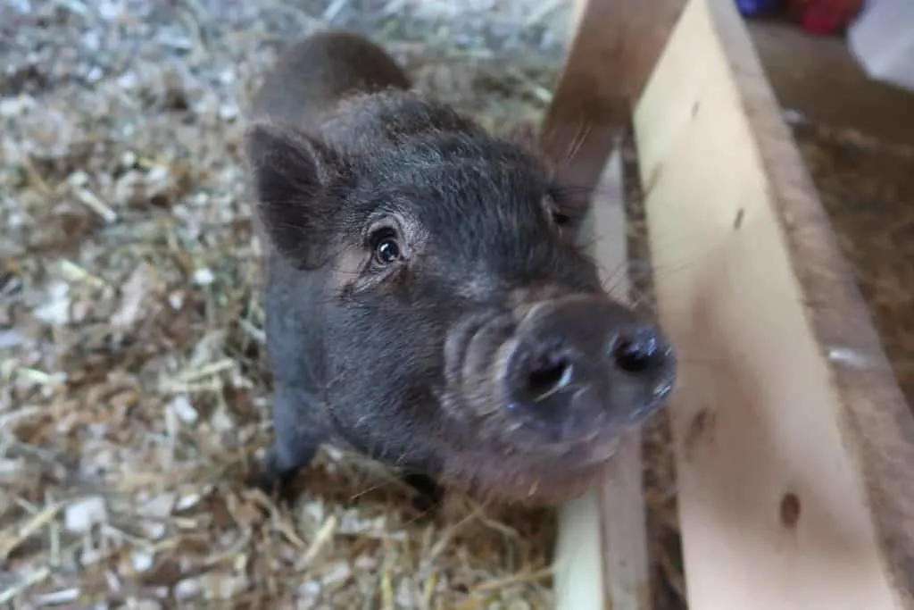 3 Major Reasons You Don't Want a Miniature Pig as a House Pet