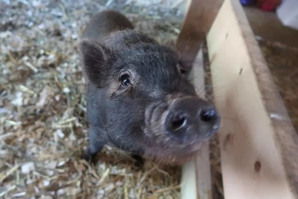 3 Major Reasons You Don't Want a Miniature Pig as a House Pet 2 3 Major Reasons You Don't Want a Miniature Pig as a House Pet