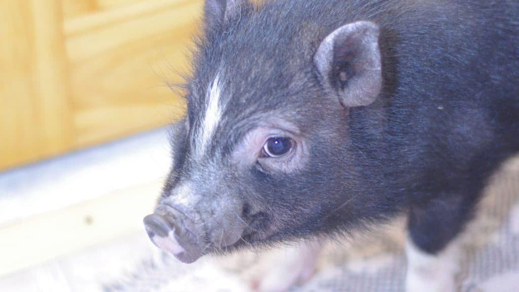 care tips for a baby mini pig