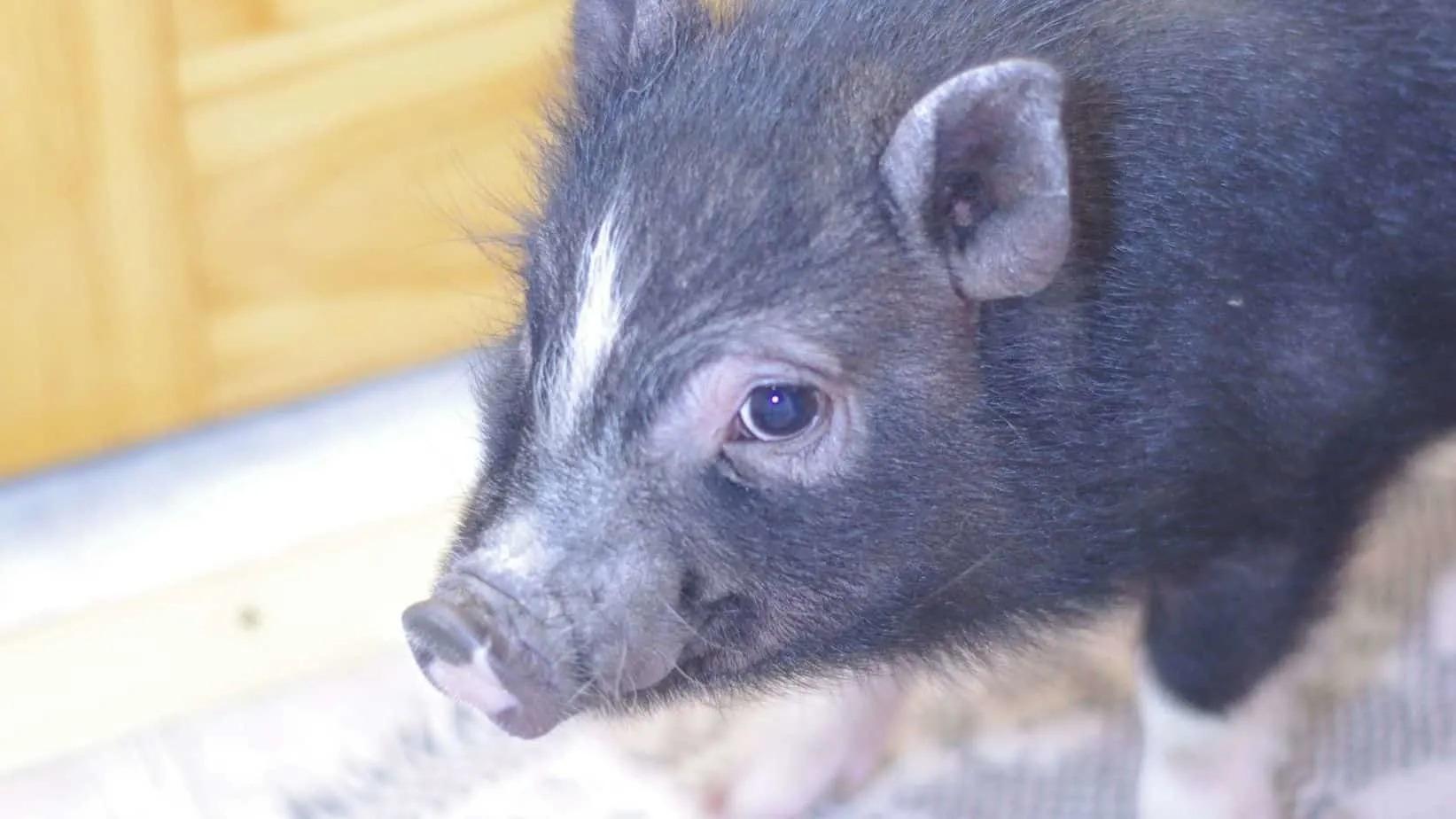 reasons-dont-want-miniature-pig-as-house-pet