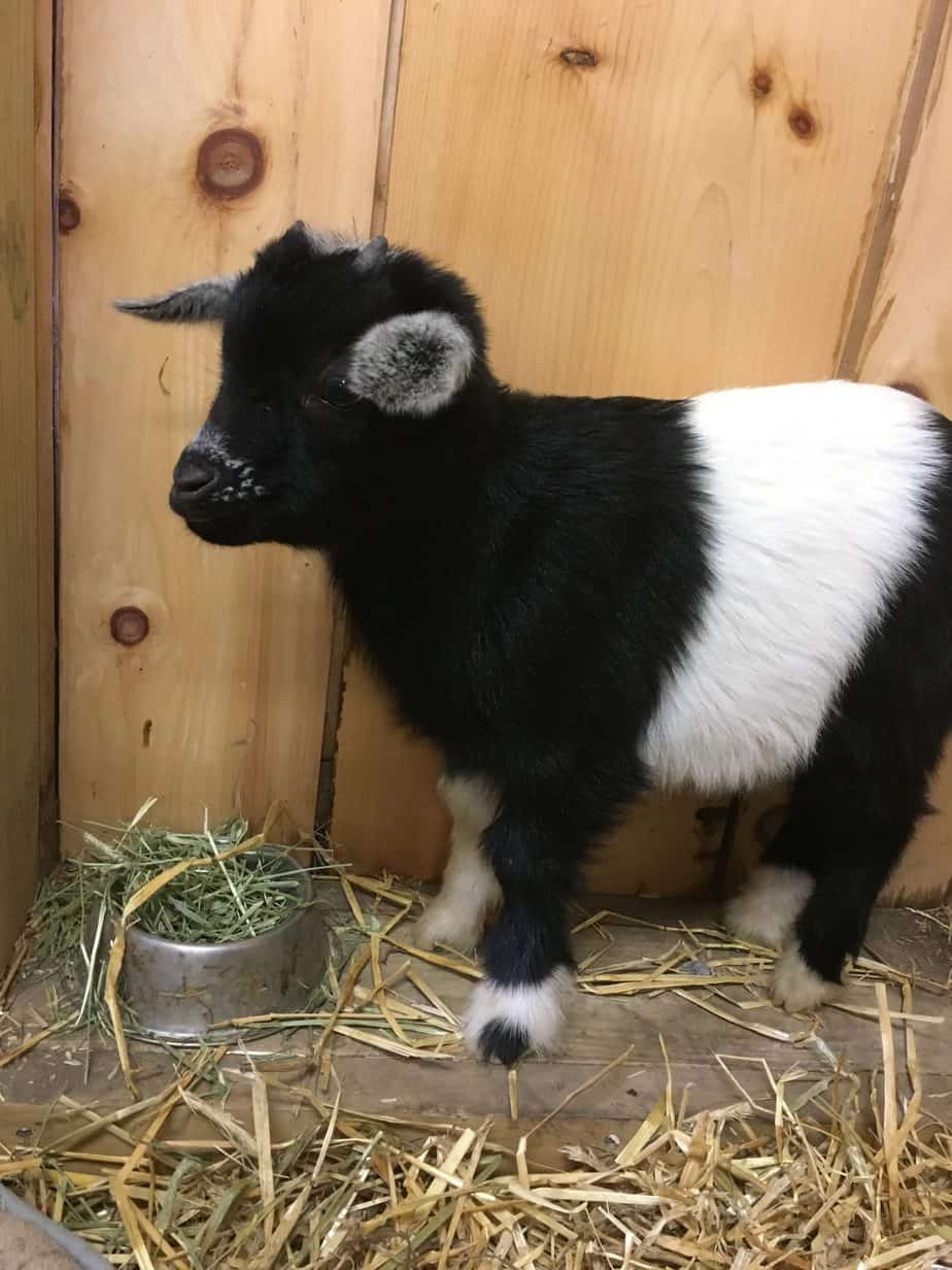 How to Care for Goats Important Tips for Beginners