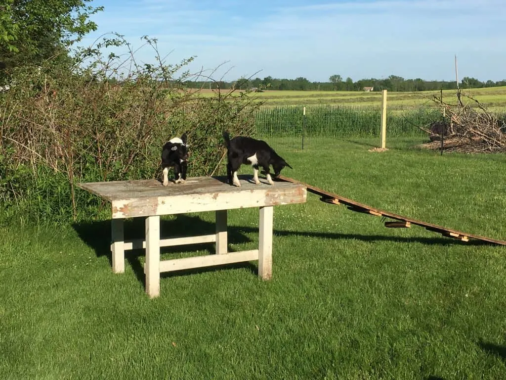how to care for goats - oreo and willow as kids 
