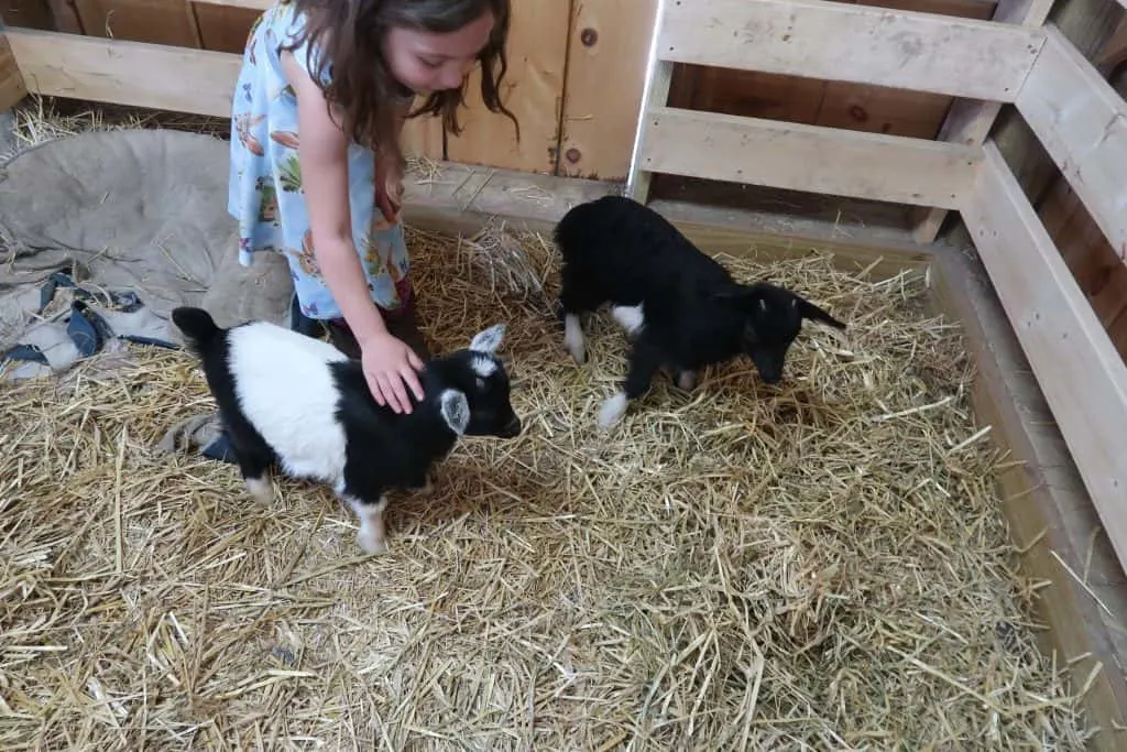 how to care for goats  oreo and willow as kids 