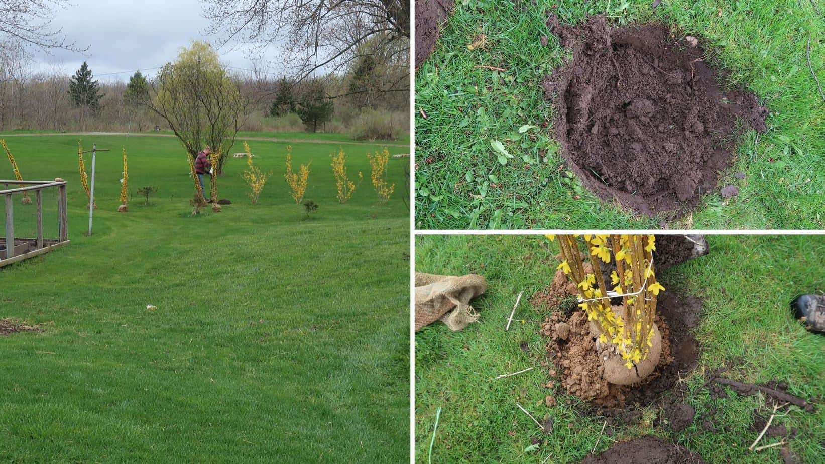 how to plant a forsythia tree