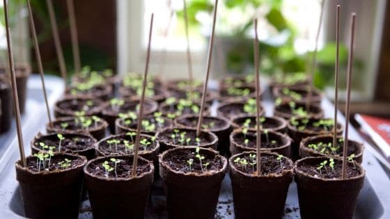 growing seedlings mistakes