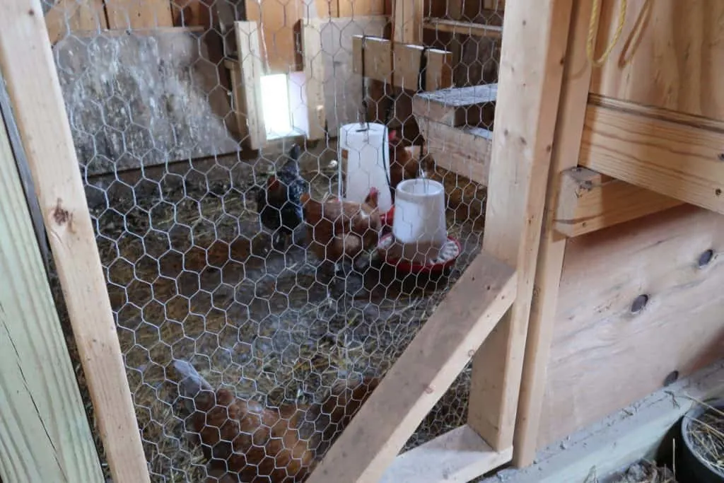 Why Sand is The Best Choice for Your Chicken Coop